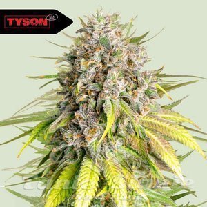 Punch Pie - ROYAL QUEEN SEEDS X TYSON 2.0