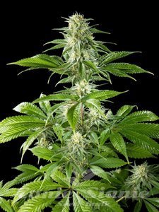 Nasiona Pure CBD Punch - PHILOSOPHER SEEDS