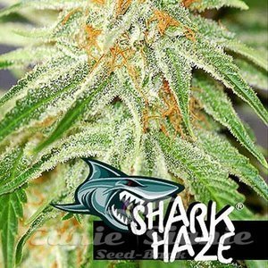 PURE SEEDS - Shark Haze