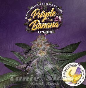 Purple Banana Cream - T.H. SEEDS
