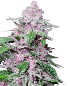 Nasiona Purple Cookie Kush - SENSI SEEDS