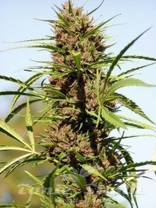 Purple Fast - BIOGENETIC