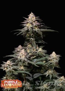 Purple Lemonade FAST - FASTBUDS