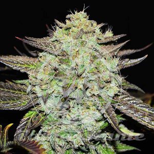 Nasiona Purple Mango Kush - DELICIOUS SEEDS