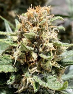 Purple Maroc Fast - BIOGENETIC