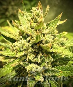 Purple Maroc x Passion - BIOGENETIC