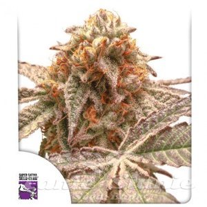 Purple OG Punch - DUTCH PASSION