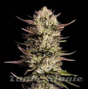 Purple Oreoz F1 - SEEDSMAN