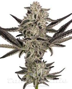 Nasiona Purple Pickle Auto - SENSI SEEDS