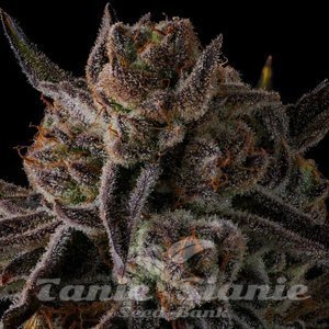 Purple Preserves - COMPOUND GENETICS