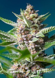 Nasiona Purple Punch OG - SWEET SEEDS