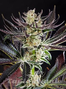 Nasiona Purple Punch x Do-Si-Dos - PHILOSOPHER SEEDS
