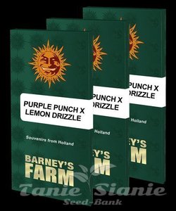 Purple Punch x Lemon Drizzle - BARNEY'S FARM