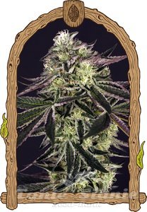 Nasiona Purple Shot - EXOTIC SEED