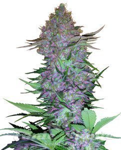 Nasiona Purple Skunk Auto - SENSI SEEDS