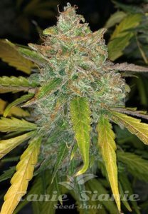Nasiona Purple Sunset Auto - PHILOSOPHER SEEDS