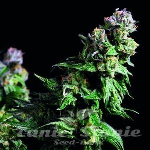 Nasiona Purple Urkle - PYRAMID SEEDS