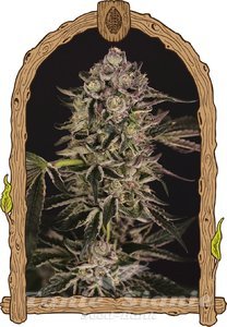 Quick Sherbet - EXOTIC SEED