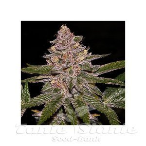 Nasiona Radical Juice - RIPPER SEEDS