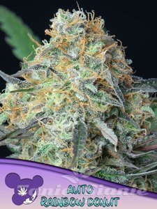 Rainbow Donut Auto - ANESIA SEEDS