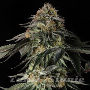 Rainbow Gas - SILENT SEEDS