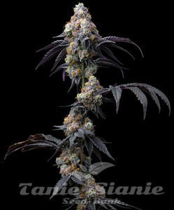 Rainbow Sherbet - BARNEY'S FARM