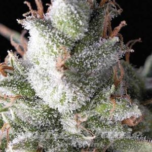 Ramses Auto - PYRAMID SEEDS