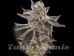Cookie OX - RARE DANKNESS