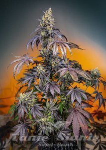 Nasiona Red Gorilla Girl XL Auto - SWEET SEEDS