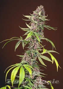 Red Mandarine F1 Fast Version - SWEET SEEDS
