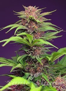 Red Mimosa XL Auto - SWEET SEEDS
