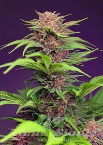 Nasiona Red Mimosa XL Auto - SWEET SEEDS