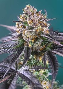 Nasiona Red Strawberry Banana Auto - SWEET SEEDS