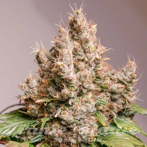 Red Tropicana Cookies Auto - DUTCH PASSION