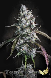 Red Velvet Auto - PARADISE SEEDS