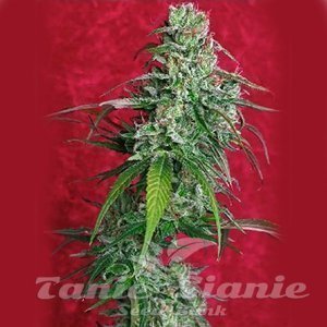 REGGAE SEEDS - Juanita La Lagrimosa