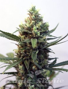 RIPPER SEEDS - Toxic