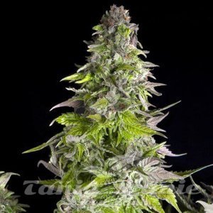 Romulan - PYRAMID SEEDS