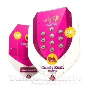 ROYAL QUEEN SEEDS - Candy Kush Express (Fast Version)
