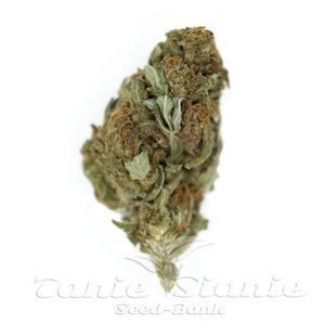ROYAL QUEEN SEEDS - Chocolate Haze