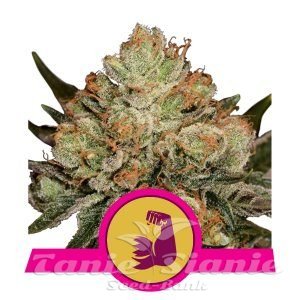 HulkBerry - ROYAL QUEEN SEEDS