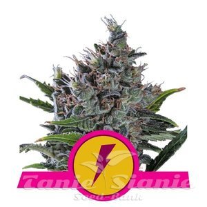 North Thunderfuck - ROYAL QUEEN SEEDS
