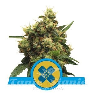 Painkiller XL CBD - ROYAL QUEEN SEEDS
