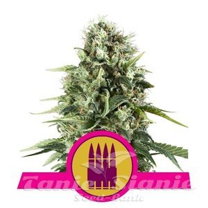 Royal AK - ROYAL QUEEN SEEDS