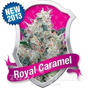 Royal Caramel - ROYAL QUEEN SEEDS