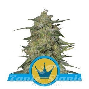 Royal Highness CBD - ROYAL QUEEN SEEDS