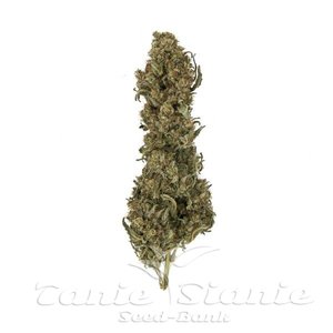 ROYAL QUEEN SEEDS - Royal Medic CBD