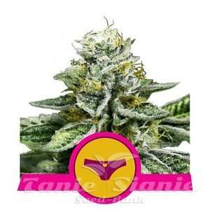Sherbet Queen - ROYAL QUEEN SEEDS