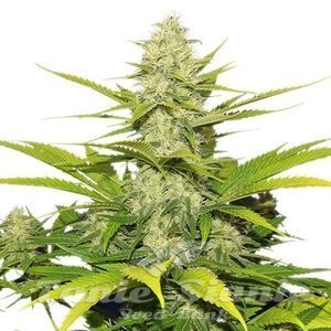 ROYAL QUEEN SEEDS - Skunk XL