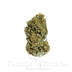 ROYAL QUEEN SEEDS - Sour Diesel